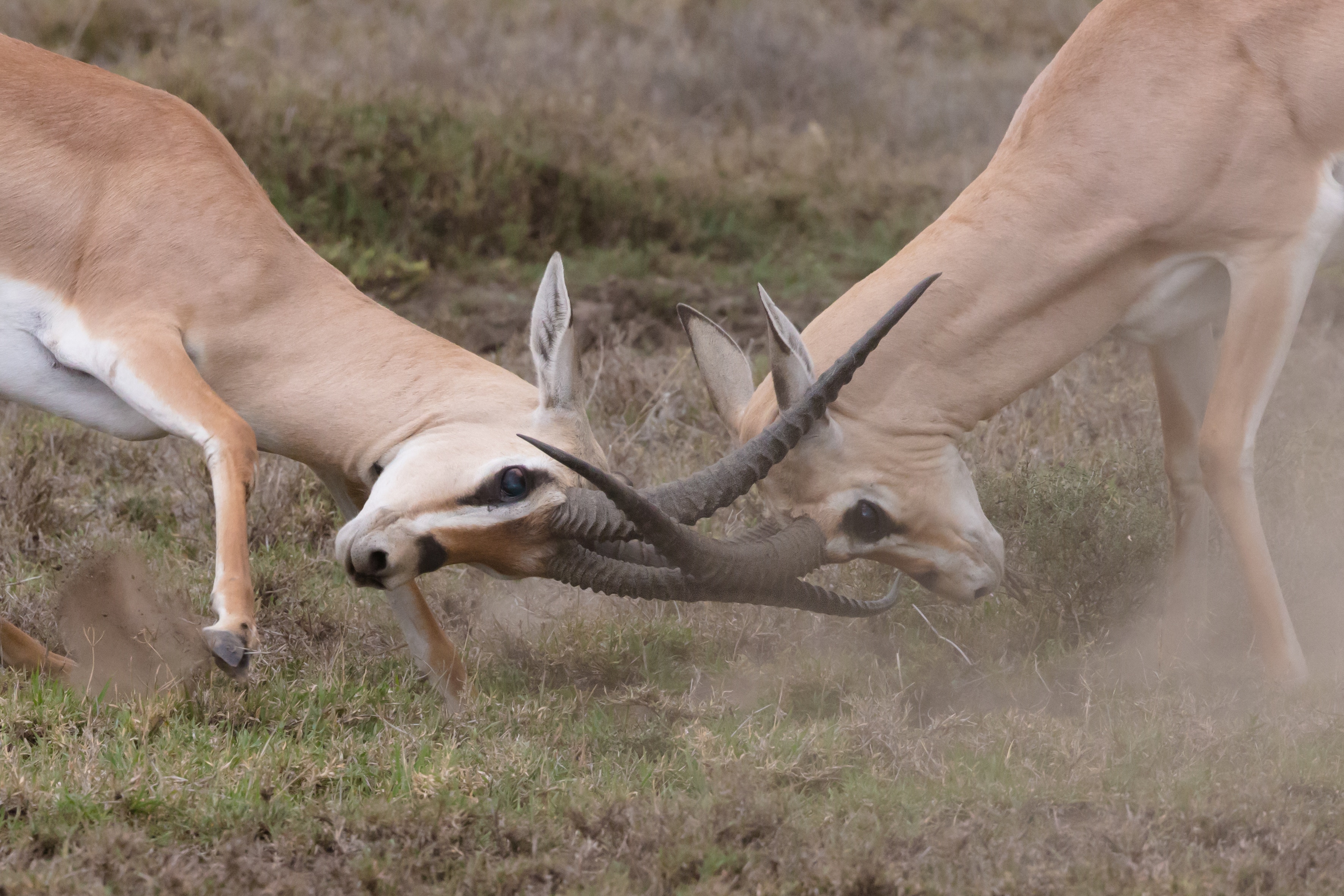 Image of two gazelles with horns locked and in conflict