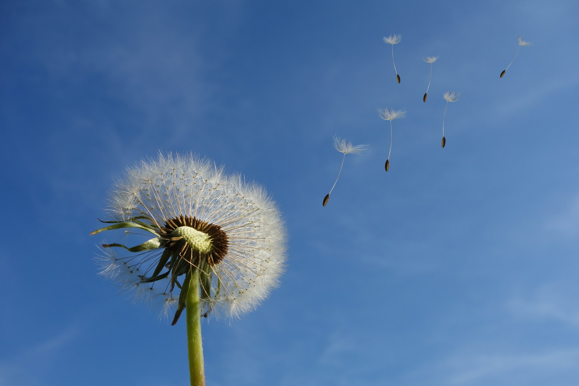 Dandelion with seeds flying away in the wind
