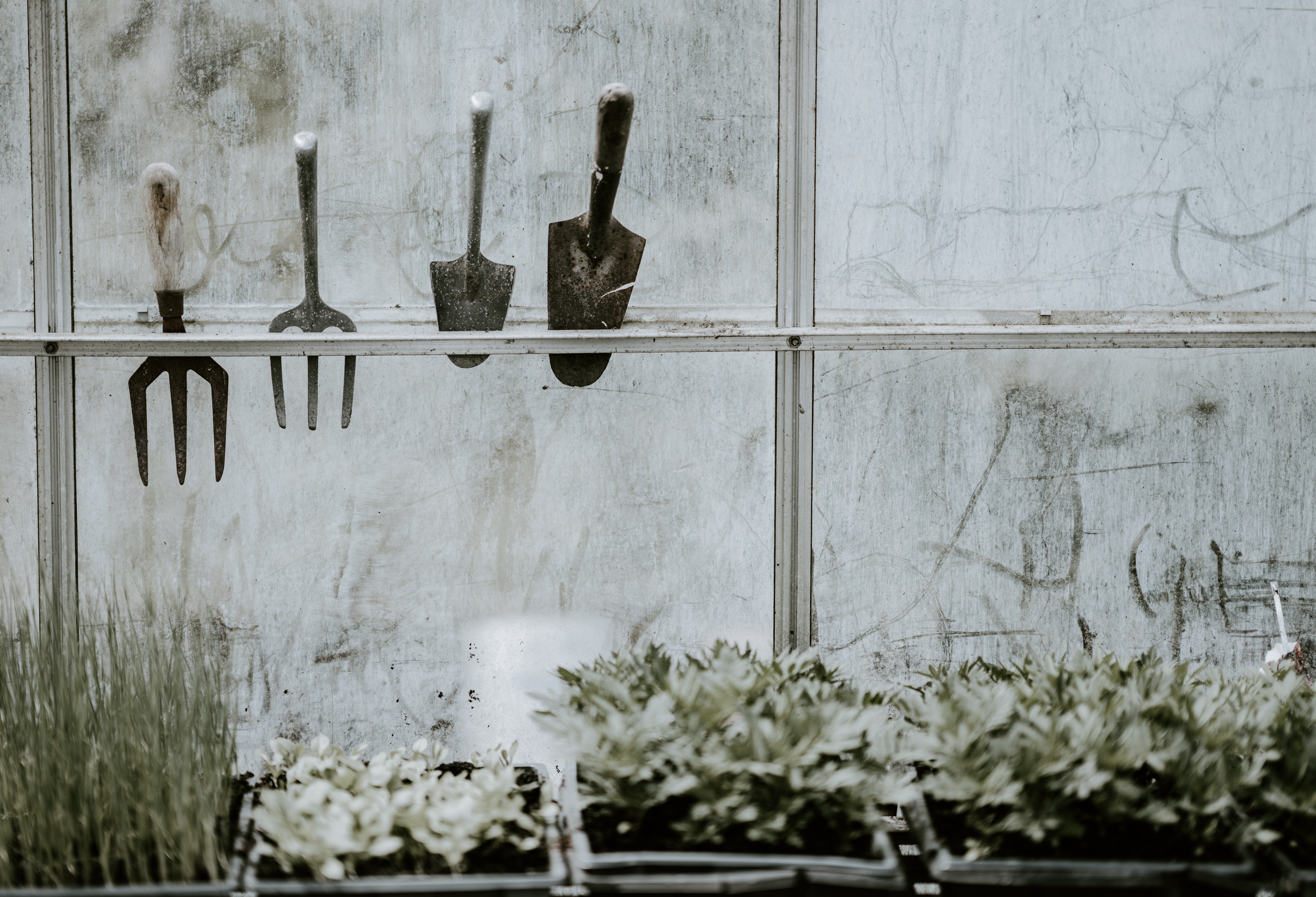 Photo of gardening tools hanging in a window over some plants, presumably in a greenhouse or gardening shed